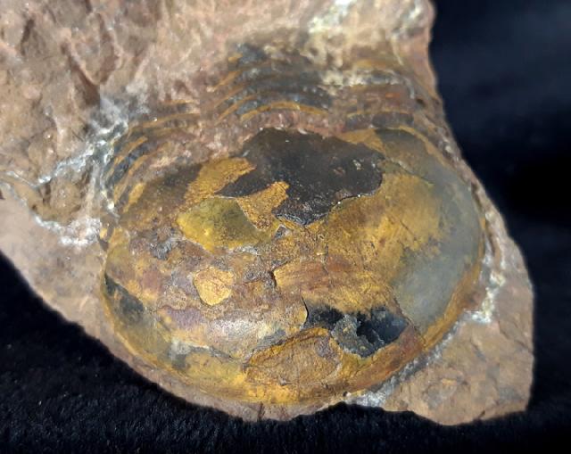 Ectillaenus giganteus (BURMEISTER 1843) - Bild &copy; FossNet FossilienStore